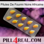 African Black Ant Pills cialis1